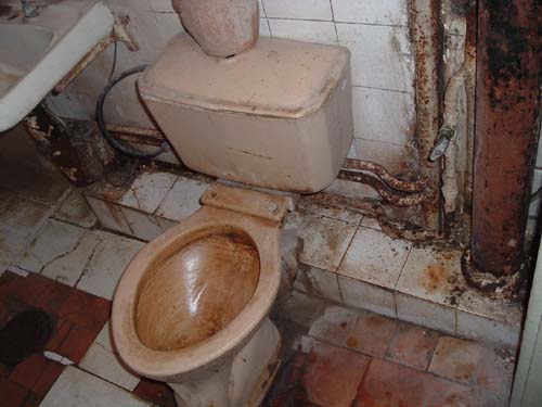 nasty-toilet.jpg
